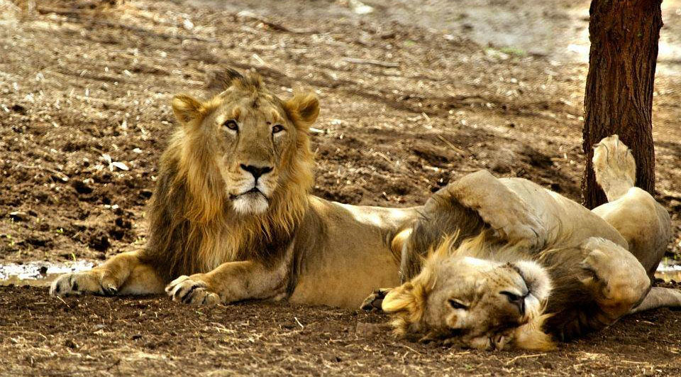 Gir National Park: Best Time to Visit