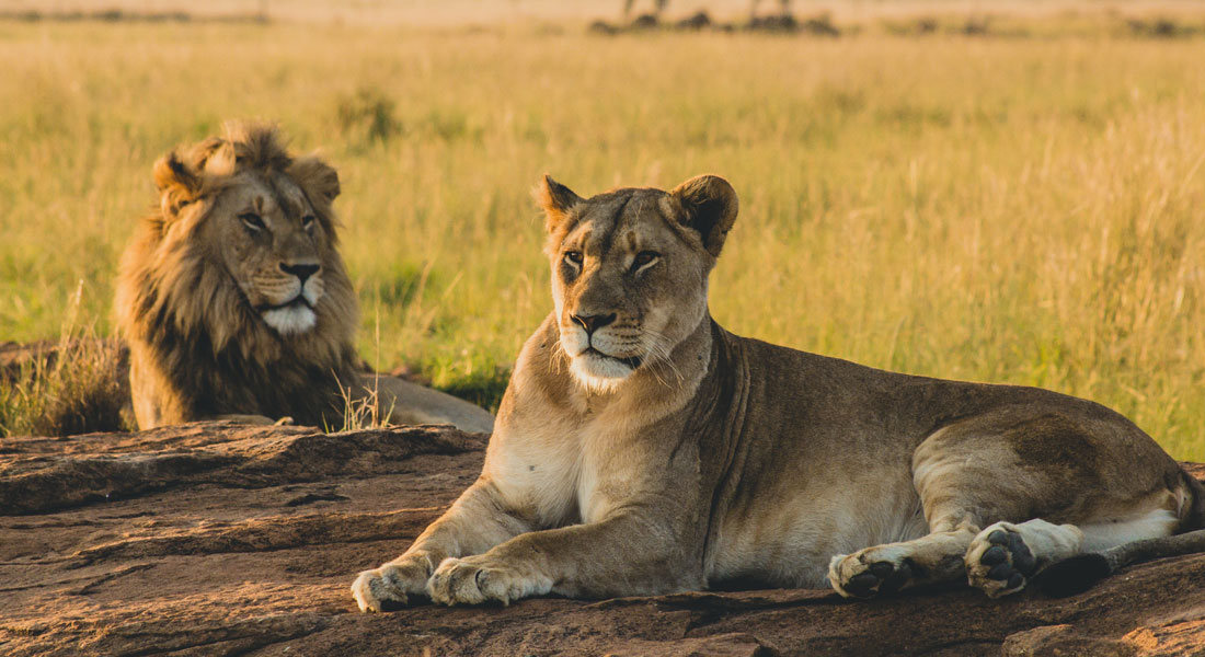Gir Safari Booking: Best Ultimate Guide