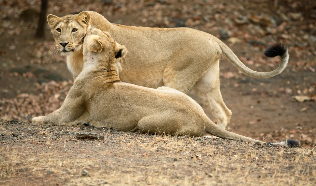 Gir National Park Safari Booking: Explore the Wild Wonders