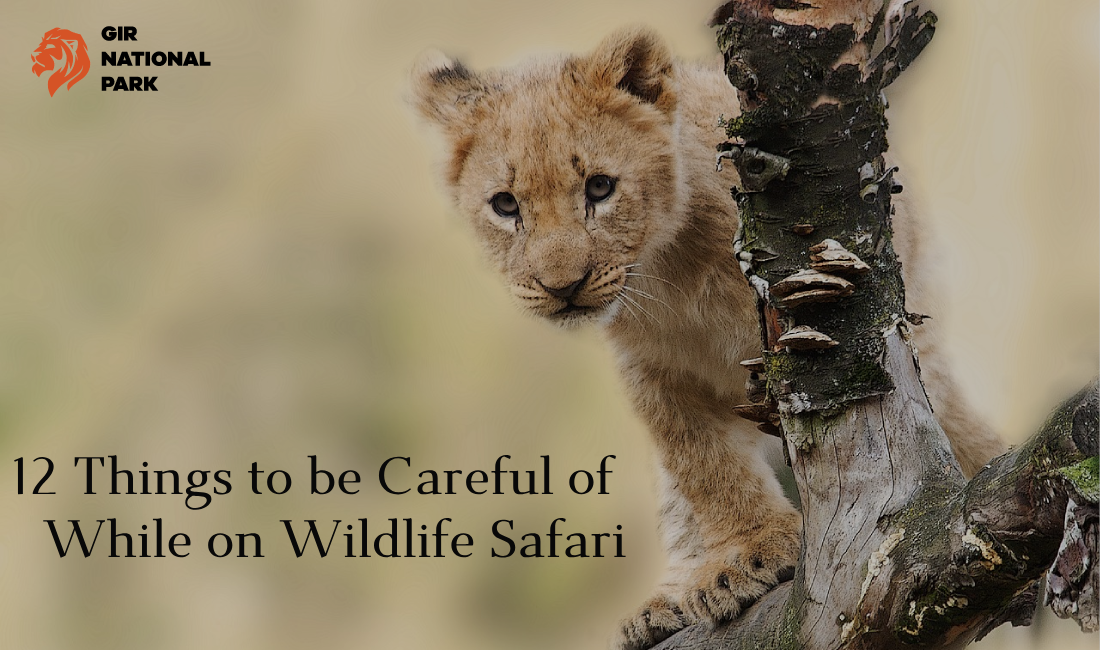 12 Things to be Careful of While on Wildlife Safari