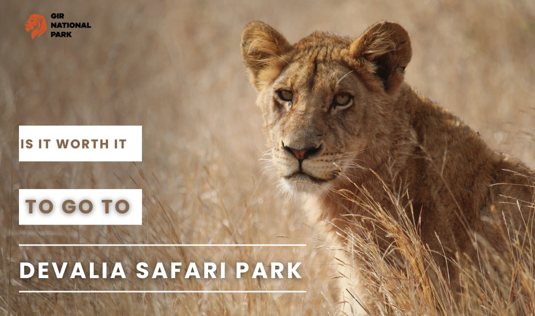 Is it Worth It to Go to Devalia Safari Park?