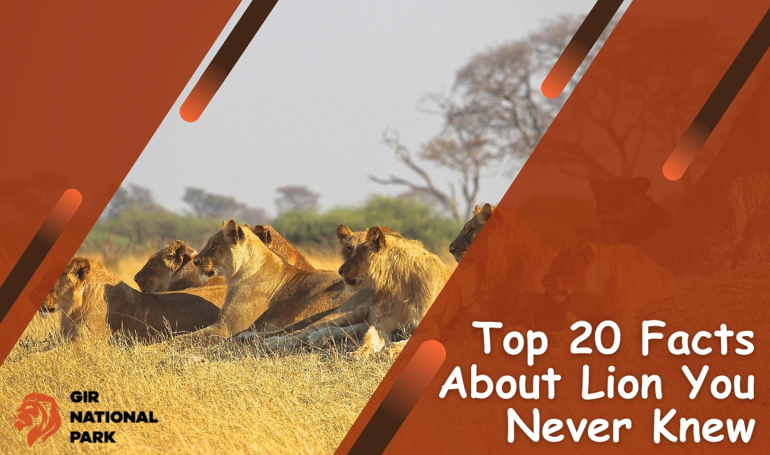 Top 20 Facts About Lions You Never Knew