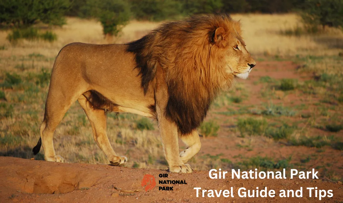 Gir National Park Travel Guide and Tips
