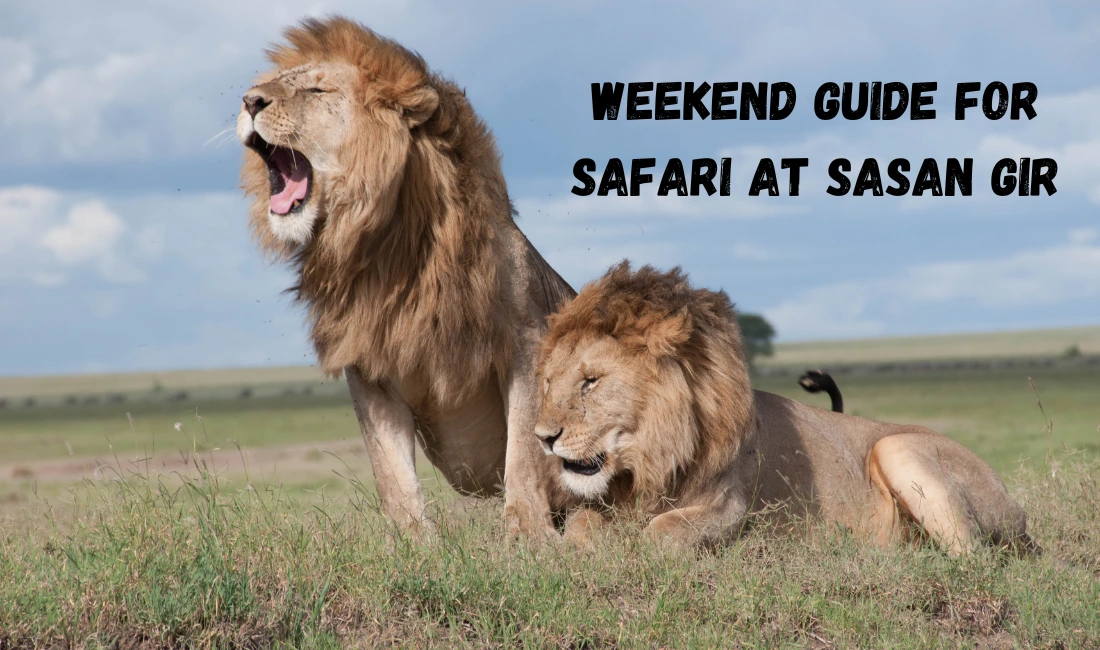 Weekend Guide for Safari at Sasan Gir