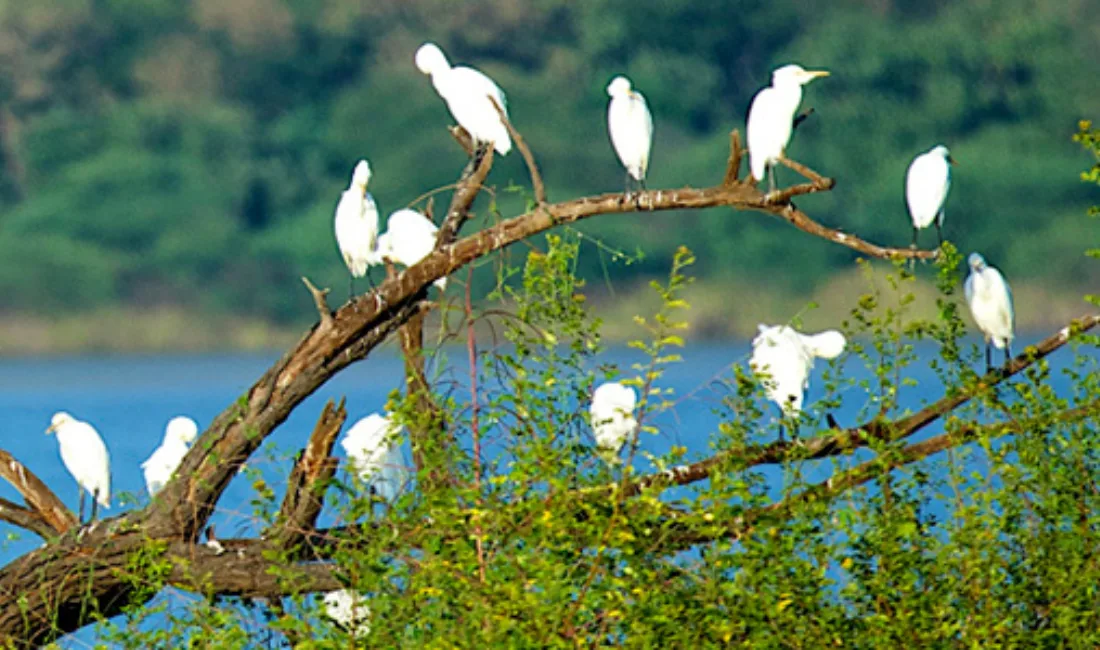 Gir Somnath District Hosts a Large Number of Exotic Birds