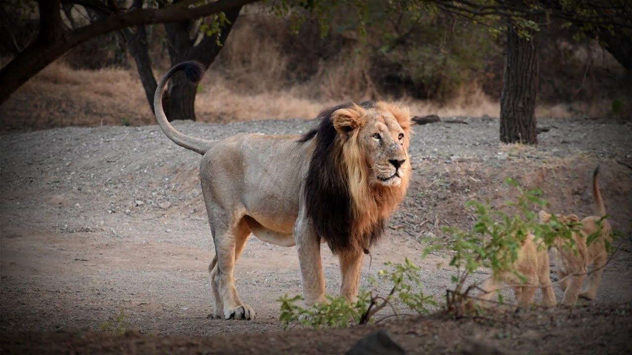 Gir National Park - Lion Safari